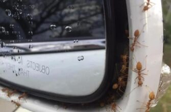 Why Do I Have Ants In My Car