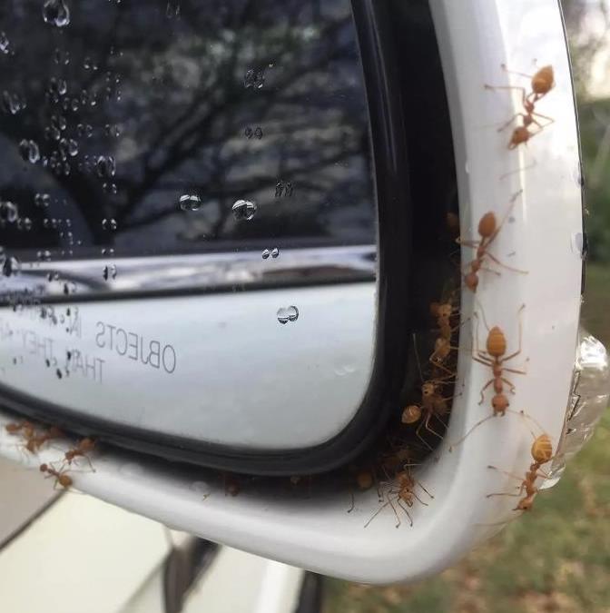 Why Do I Have Ants In My Car