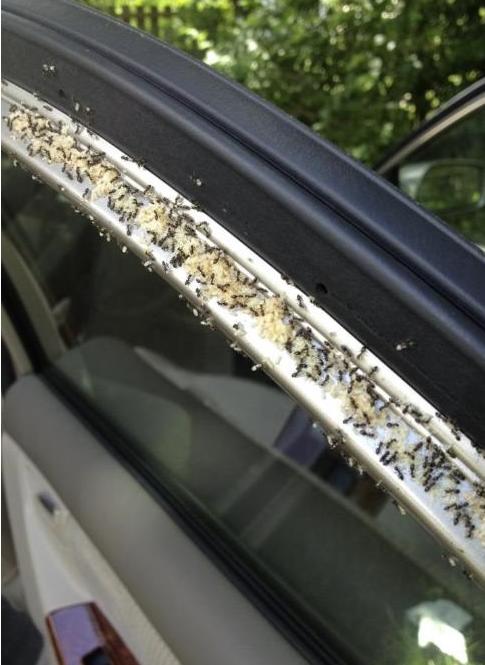 Ants Infest Car