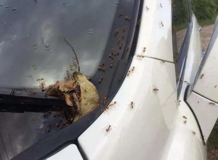 Ants damage car